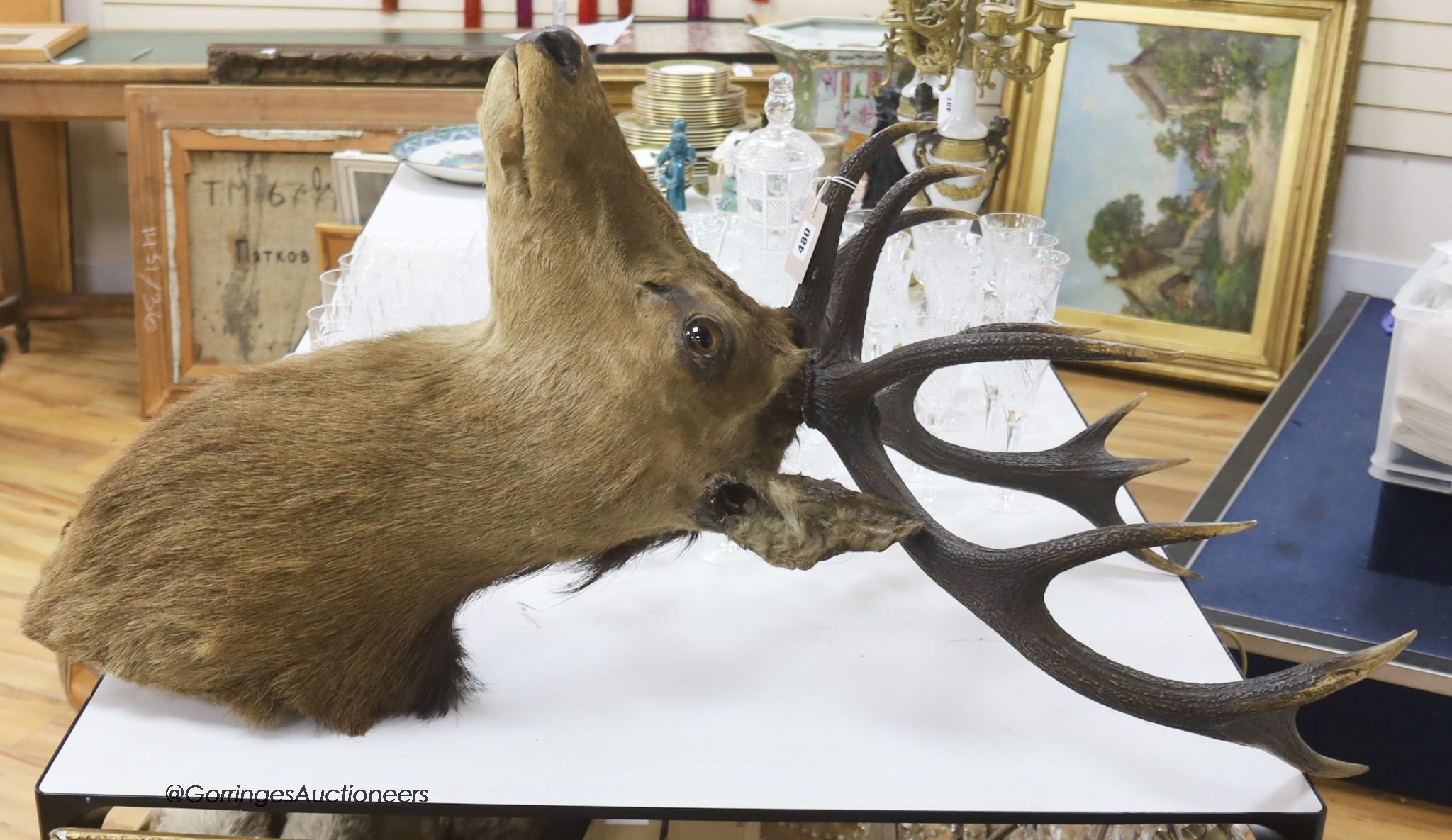 A large early to mid 19th century taxidermic 'Royal Stag' head, height 112cm